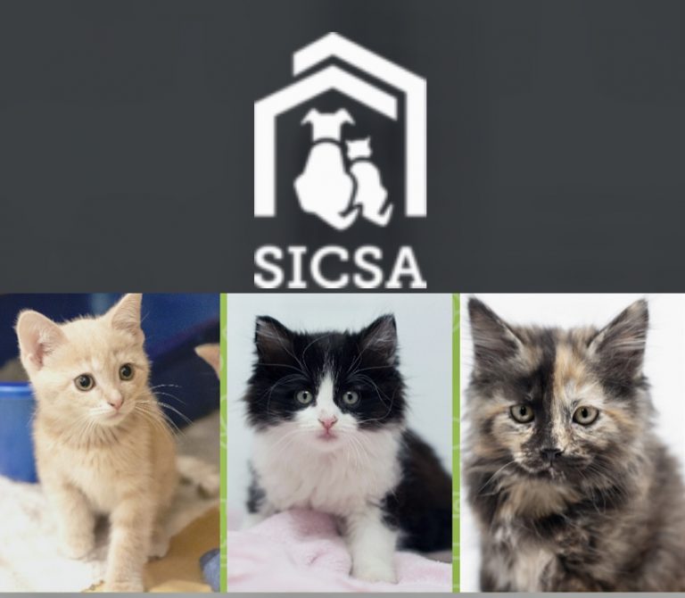 SICSA Photo of 3 cats.